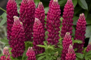 Lupinus 'Gallery Red'